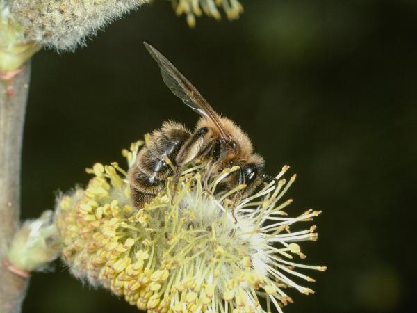 Les abeilles sauvages de Suisse  - Andrena praecox