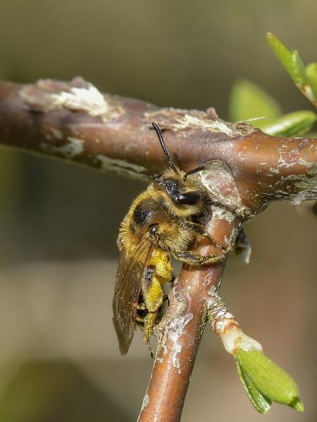 Les abeilles sauvages de Suisse Andrène parente - Andrena propinqua