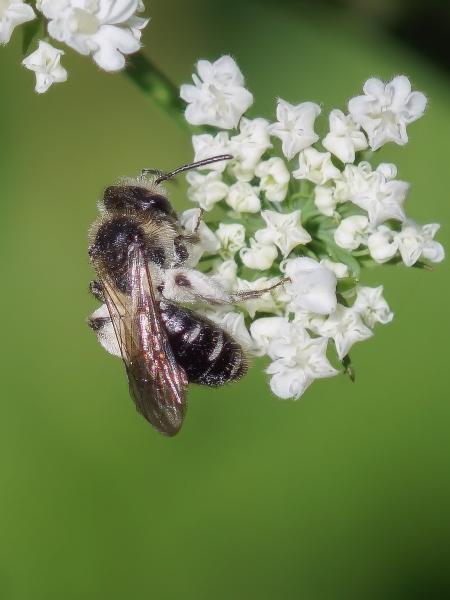 Les abeilles sauvages de Suisse Andrène rapprochée - Andrena proxima