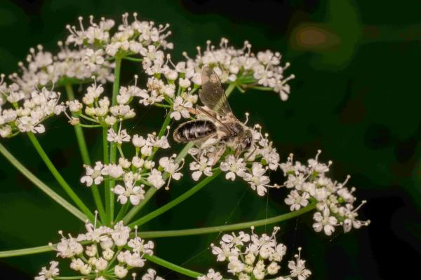 Les abeilles sauvages de Suisse Andrène rapprochée - Andrena proxima