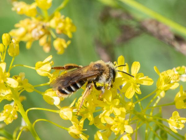 Les abeilles sauvages de Suisse Andrène des alpages - Andrena ranunculorum