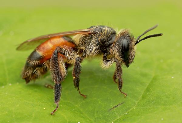 Les abeilles sauvages de Suisse Andrène rosée - Andrena rosae