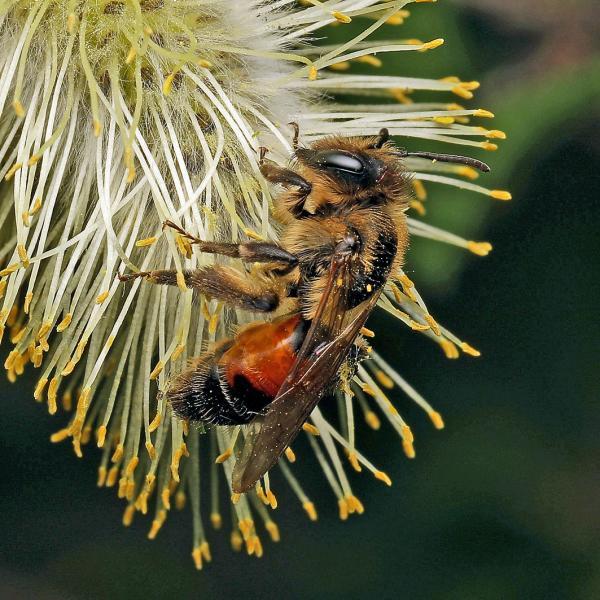 Les abeilles sauvages de Suisse Andrène rosée - Andrena rosae