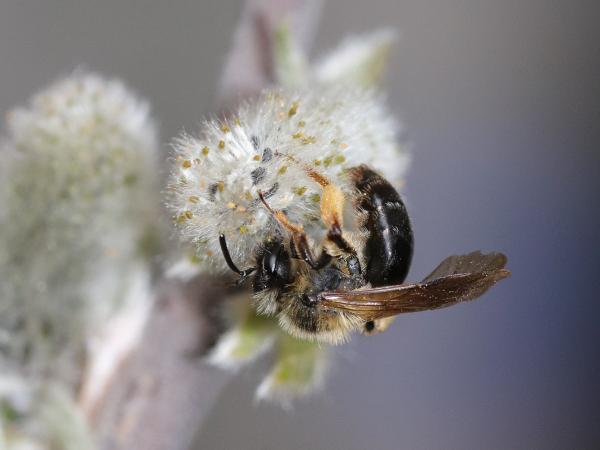 Les abeilles sauvages de Suisse Andrène croix-rouge - Andrena ruficrus