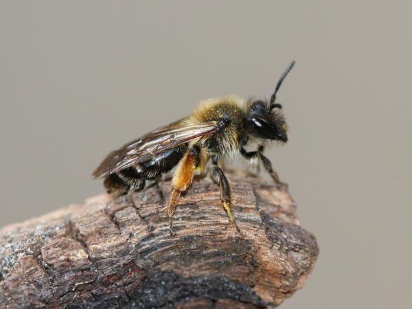 Les abeilles sauvages de Suisse Andrène croix-rouge - Andrena ruficrus