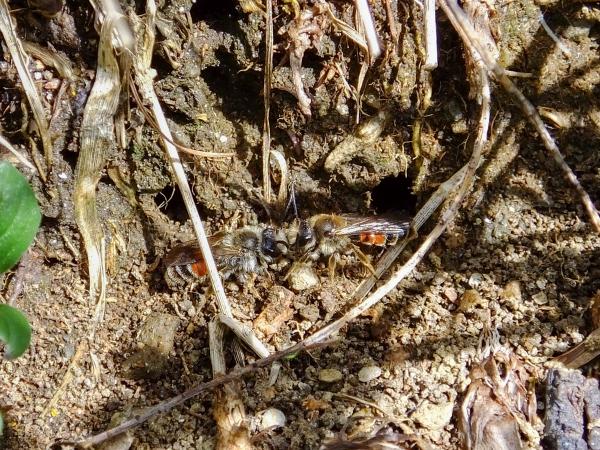 Les abeilles sauvages de Suisse Andrène bandes-rouges - Andrena rufizona