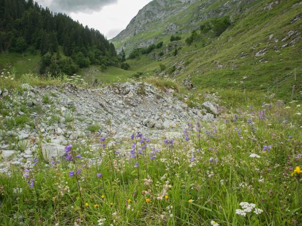 Les abeilles sauvages de Suisse Andrène bandes-rouges - Andrena rufizona