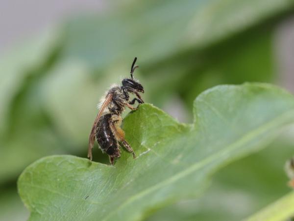 Les abeilles sauvages de Suisse Andrène petite-rousse - Andrena rufula