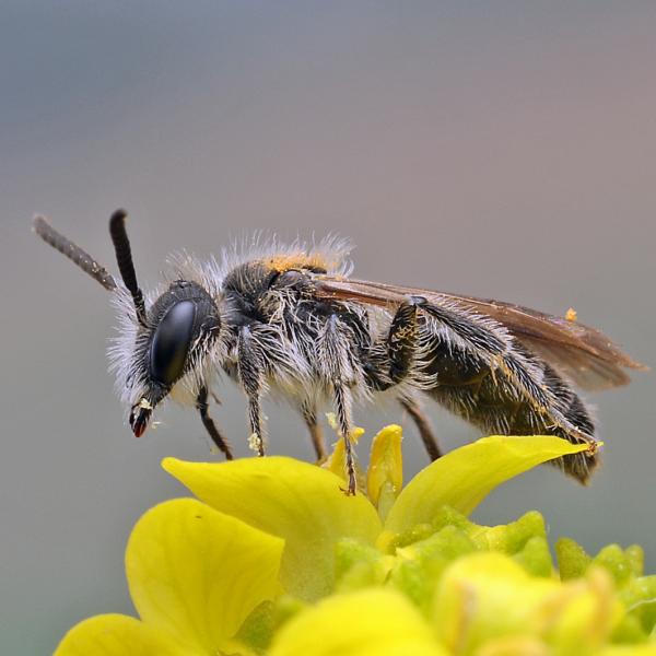 Les abeilles sauvages de Suisse  - Andrena strohmella