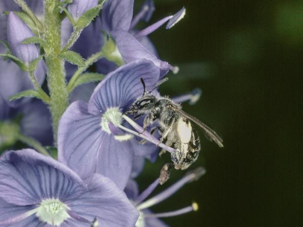 Les abeilles sauvages de Suisse  - Andrena subopaca