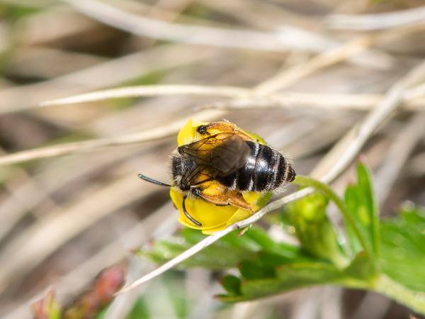 Les abeilles sauvages de Suisse Andrène tarsue - Andrena tarsata