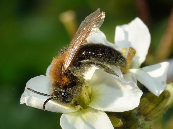 Les abeilles sauvages de Suisse Andrène thoracique - Andrena thoracica