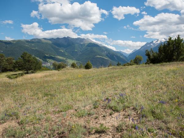 Les abeilles sauvages de Suisse Andrène thoracique - Andrena thoracica