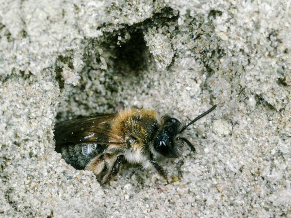 Les abeilles sauvages de Suisse Andrène tibiale - Andrena tibialis