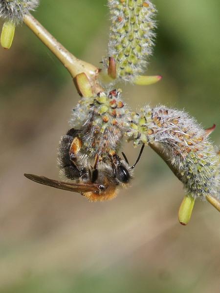 Les abeilles sauvages de Suisse Andrène tibiale - Andrena tibialis