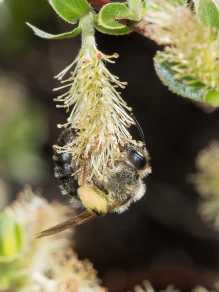 Les abeilles sauvages de Suisse Andrène tibiale - Andrena tibialis