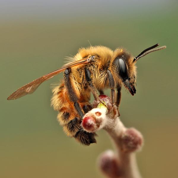 Les abeilles sauvages de Suisse Andrène de Trimmer - Andrena trimmerana