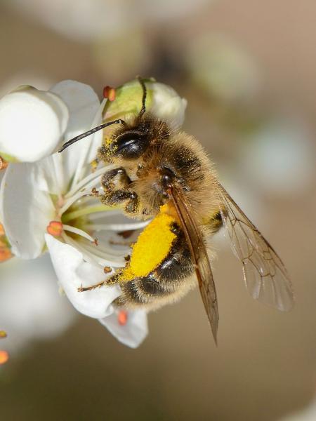 Les abeilles sauvages de Suisse Andrène de Trimmer - Andrena trimmerana