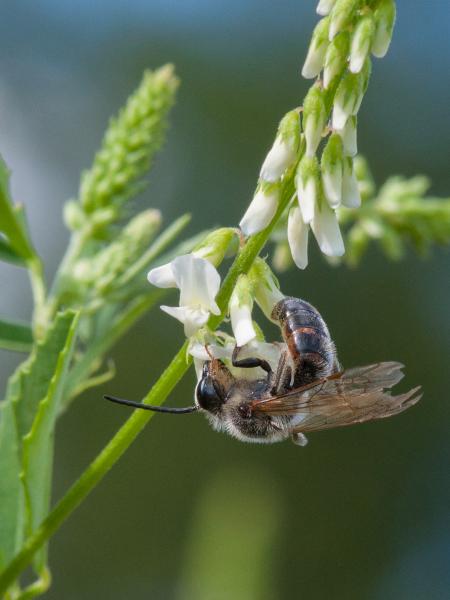 Les abeilles sauvages de Suisse Andrène de Trimmer - Andrena trimmerana