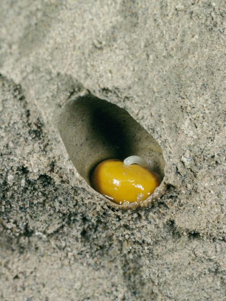 Les abeilles sauvages de Suisse Andrène vague - Andrena vaga