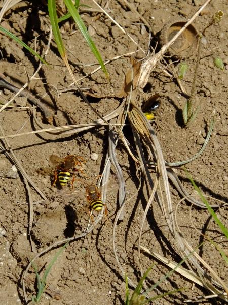 Les abeilles sauvages de Suisse Andrène vague - Andrena vaga