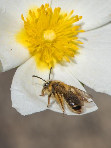 Les abeilles sauvages de Suisse Andrène renard - Andrena vulpecula