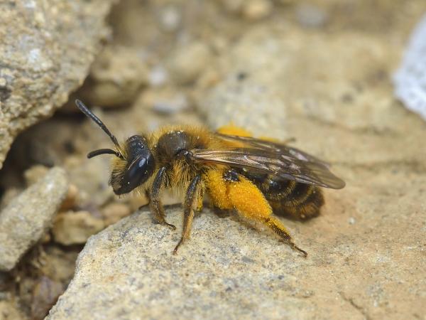 Les abeilles sauvages de Suisse Andrène renard - Andrena vulpecula