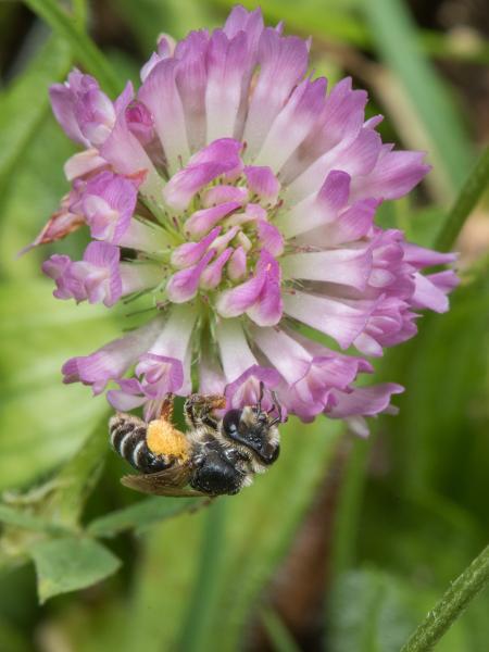 Les abeilles sauvages de Suisse Andrène de Wilke - Andrena wilkella
