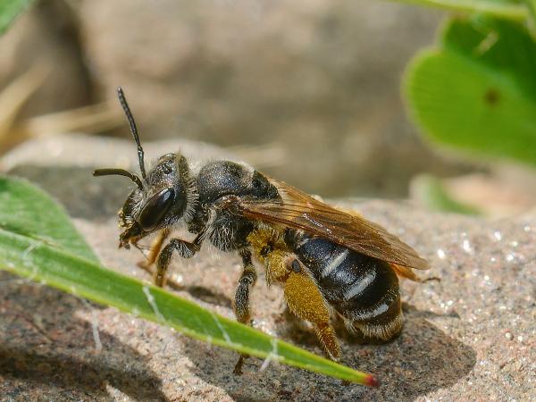 Les abeilles sauvages de Suisse Andrène de Wilke - Andrena wilkella