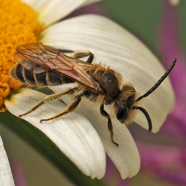 Les abeilles sauvages de Suisse Andrène de Wilke - Andrena wilkella