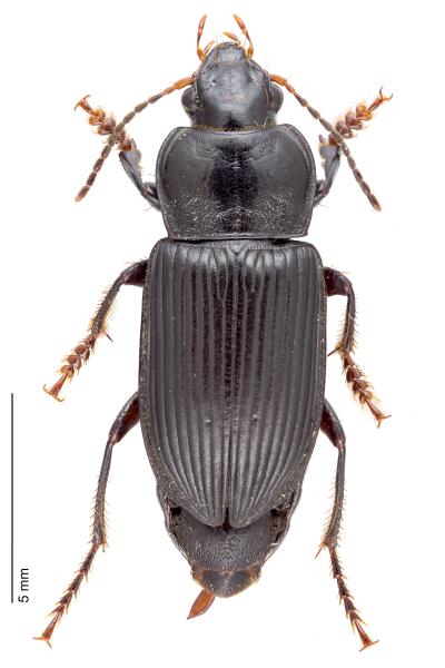 Carabes de Suisse  - Anisodactylus binotatus