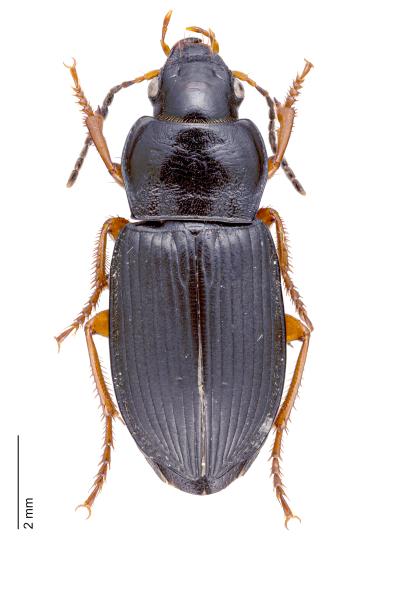 Carabes de Suisse  - Anisodactylus nemorivagus