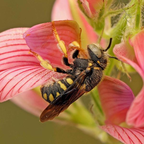 Wildbienen der Schweiz  - Anthidiellum strigatum