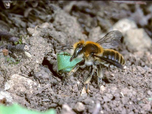 Wildbienen der Schweiz  - Trachusa byssina