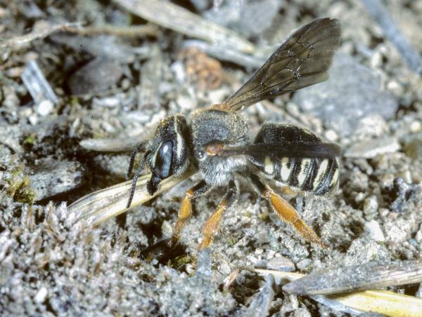 Wildbienen der Schweiz  - Rhodanthidium caturigense