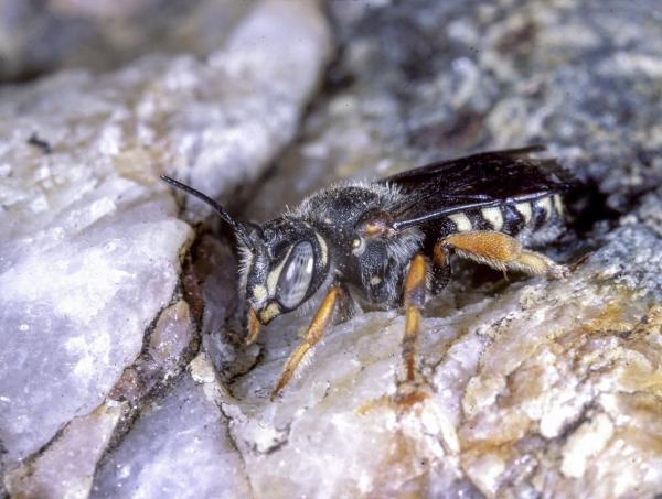 Wildbienen der Schweiz  - Rhodanthidium caturigense