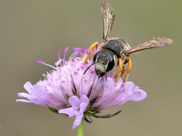 Wildbienen der Schweiz  - Trachusa interrupta