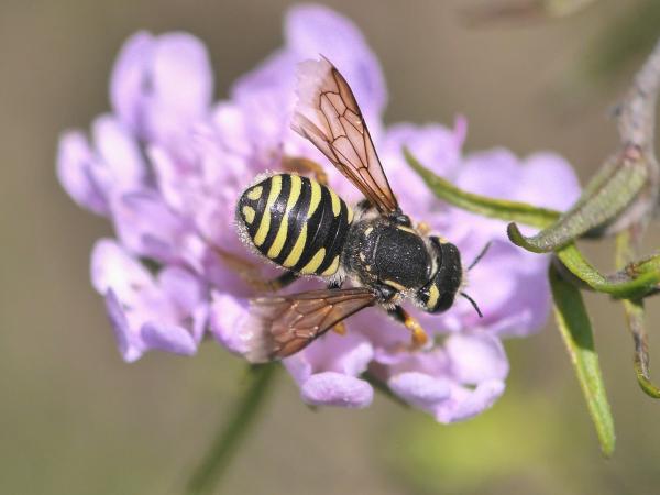 Wildbienen der Schweiz  - Trachusa interrupta