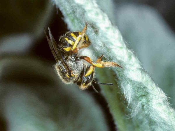 Wildbienen der Schweiz  - Anthidium manicatum