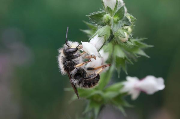 Wildbienen der Schweiz  - Anthidium montanum