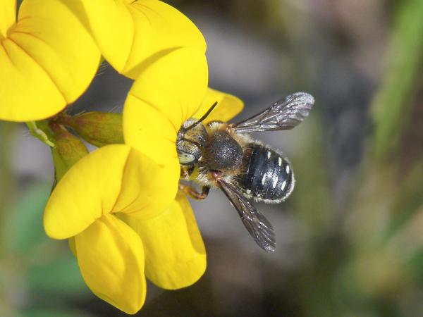 Wildbienen der Schweiz  - Anthidium punctatum