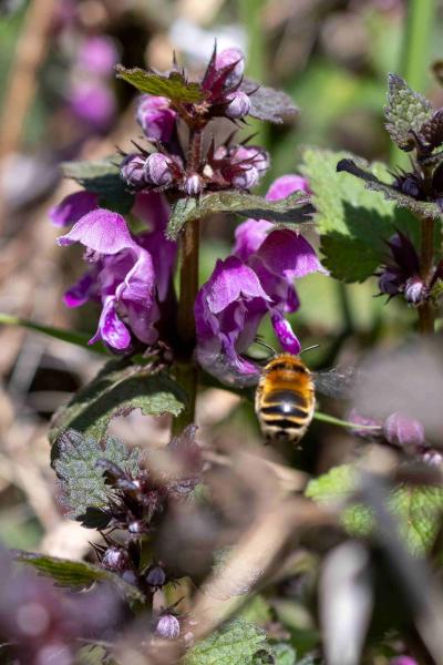 Wildbienen der Schweiz Sommerpelzbiene - Anthophora aestivalis