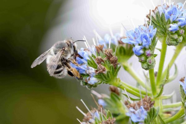 Wildbienen der Schweiz  - Anthophora dispar