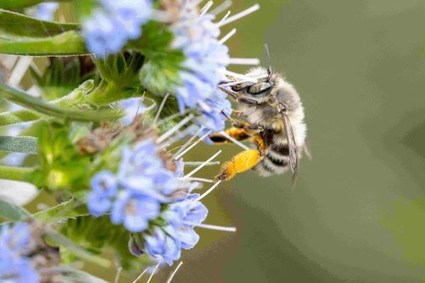 Wildbienen der Schweiz  - Anthophora dispar
