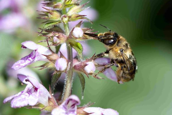 Wildbienen der Schweiz Waldpelzbiene - Anthophora furcata
