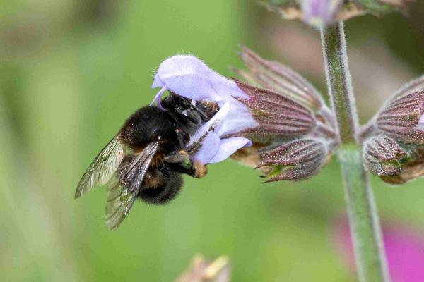 Wildbienen der Schweiz Frühlings-Pelzbiene - Anthophora plumipes