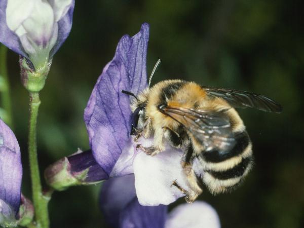 Wildbienen der Schweiz Sommerpelzbiene - Anthophora aestivalis