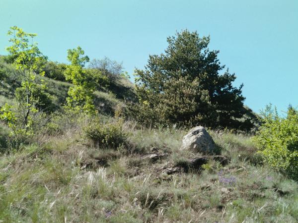 Wildbienen der Schweiz Sommerpelzbiene - Anthophora aestivalis