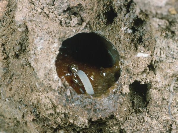 Wildbienen der Schweiz Sommerpelzbiene - Anthophora aestivalis