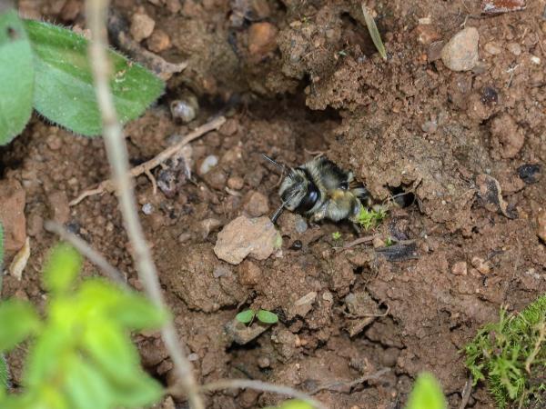 Wildbienen der Schweiz Sommerpelzbiene - Anthophora aestivalis